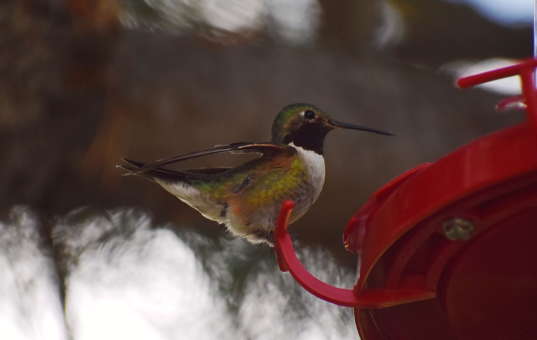 South Hills Hummingbird